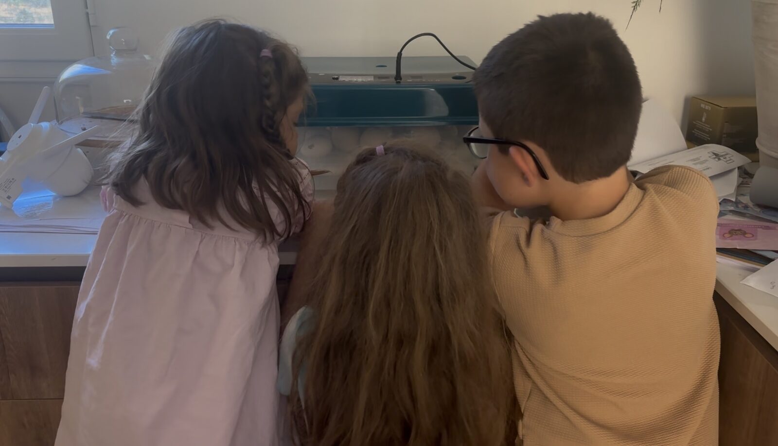 Trois enfants de dos, penchés sur la couveuse transparente pleine d'œufs, dans la cuisine