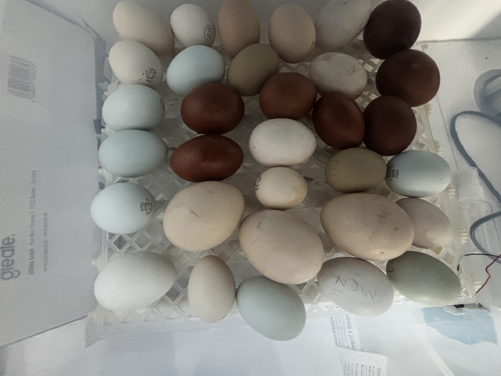 Œufs de différentes couleurs dans la couveuse : bleus, verts, beiges et brun chocolat