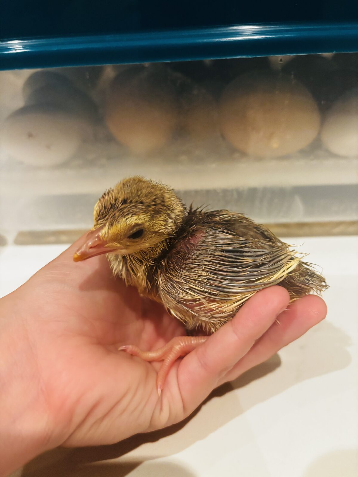 Poussin tout juste éclos, encore ébouriffé, tenu dans une main devant la couveuse