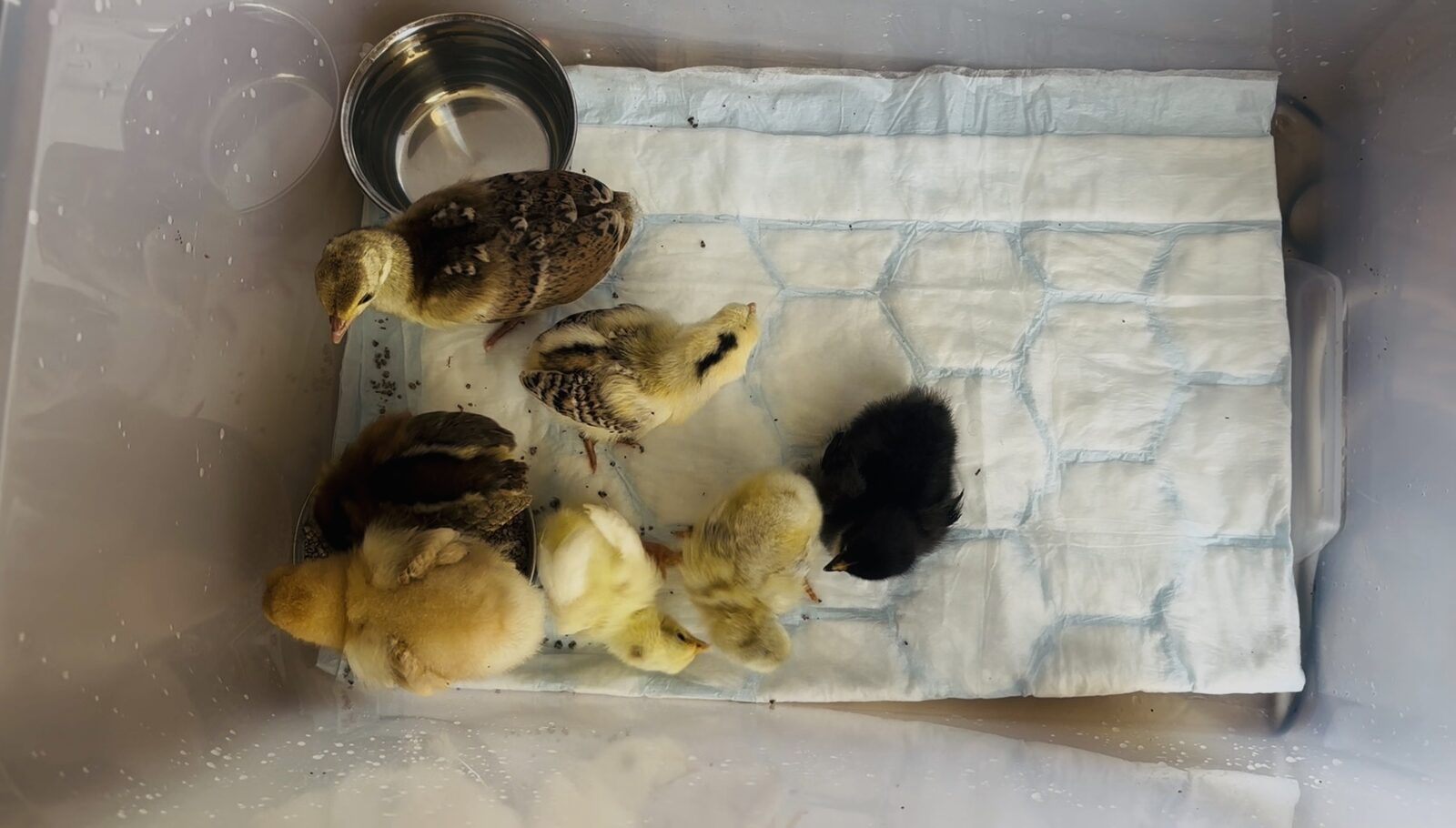 Les poussins réunis dans leur bac sur le plan de travail, autour de leur gamelle d'eau, sous la lampe chauffante