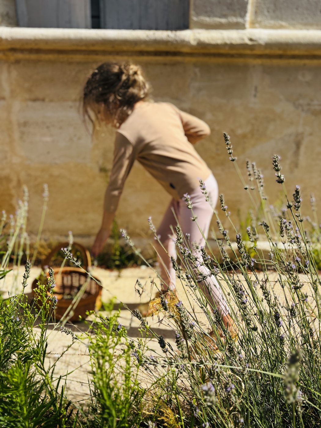 Enfant de dos, penché pour déposer des brins de lavande dans un panier en osier posé au sol, devant un mur de pierre ensoleillé