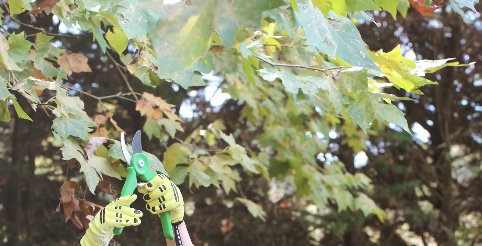 Petites mains gantées coupant une feuille dans un arbre avec un sécateur d'enfant