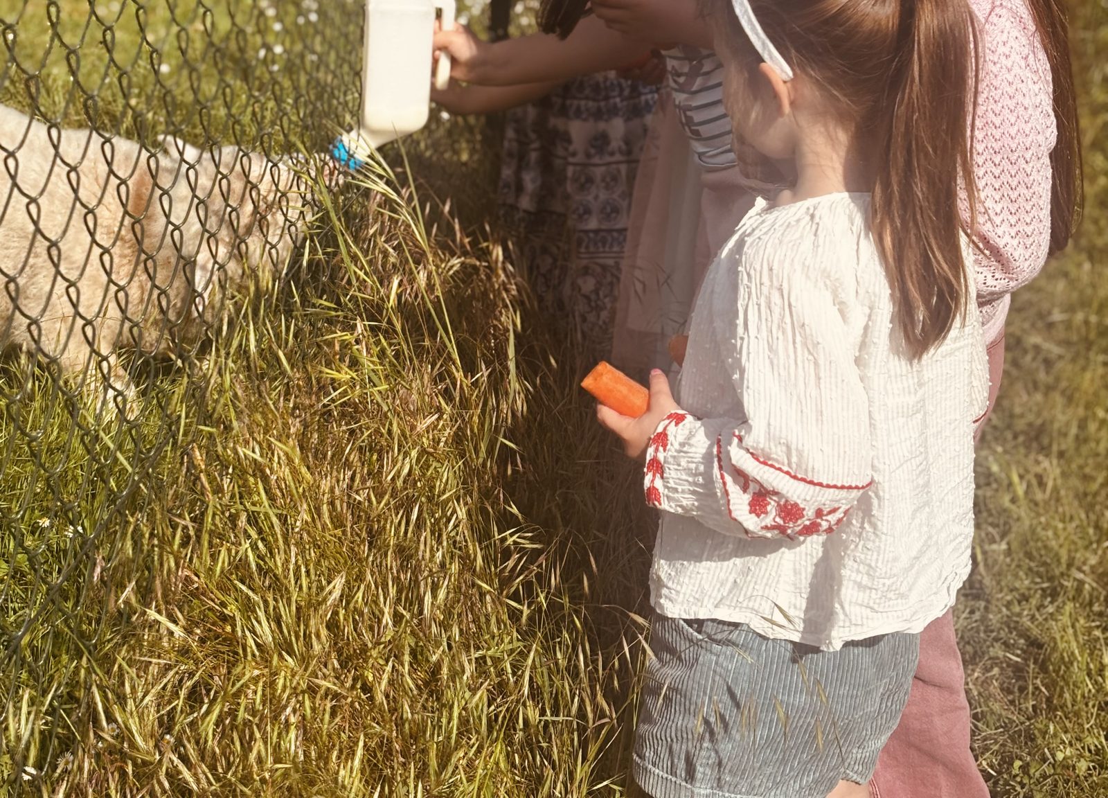 Des enfants tendent un biberon et des carottes à un agneau à travers le grillage de l'enclos
